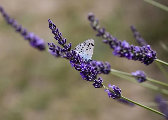 La Vayssade - Maison D'hotes - Jacuzzi, Piscine & Truffes 게스트하우스 4*