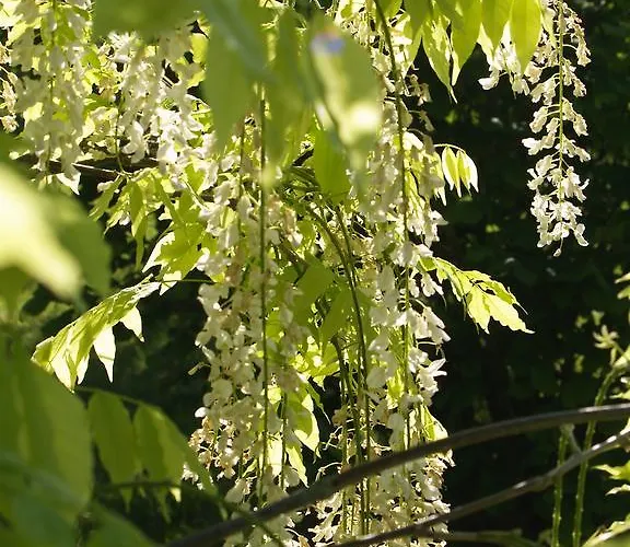 La Vayssade - Maison D'hotes - Jacuzzi, Piscine & Truffes