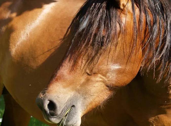 La Vayssade - Maison D'hotes - Jacuzzi, Piscine & Truffes 4* Lalbenque