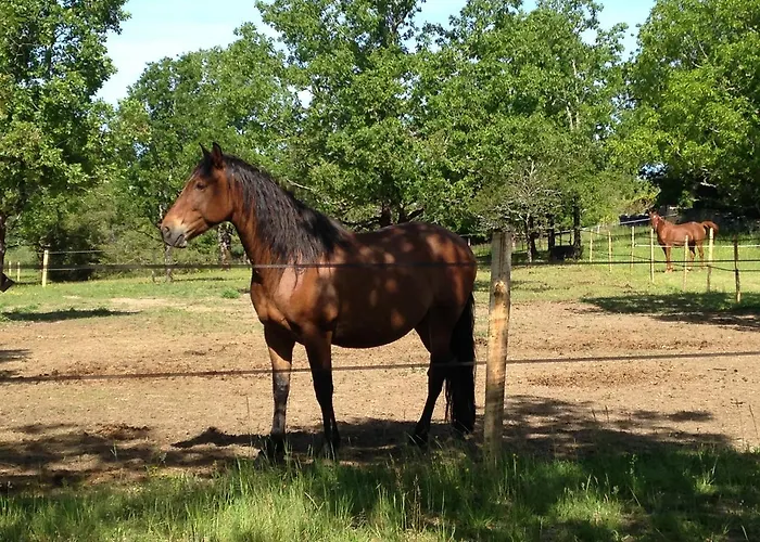 La Vayssade - Maison D'hotes - Jacuzzi, Piscine & Truffes 4*