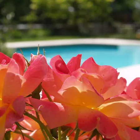 Maison d'hôtes La Vayssade - Maison D'hôtes - Jacuzzi, Piscine&truffes