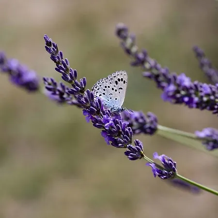 La Vayssade - Maison D'hôtes - Jacuzzi, Piscine&truffes Maison d'hôtes 4*