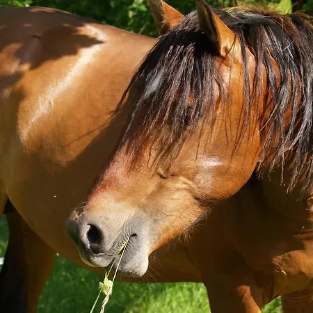La Vayssade - Maison D'hôtes - Jacuzzi, Piscine&truffes 4* Lalbenque