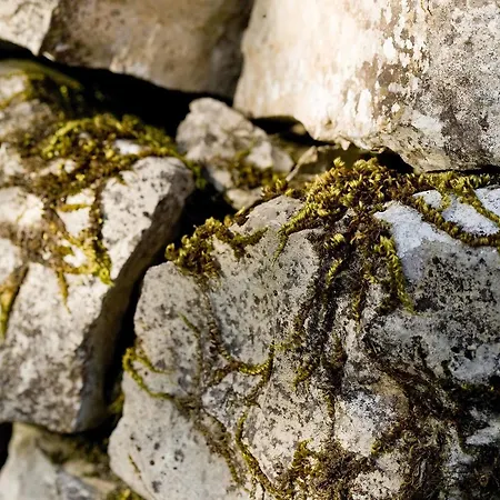 La Vayssade - Maison D'hôtes - Jacuzzi, Piscine&truffes Lalbenque